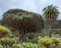 El Drago Tenerife - oldest tree on Earth.jpg