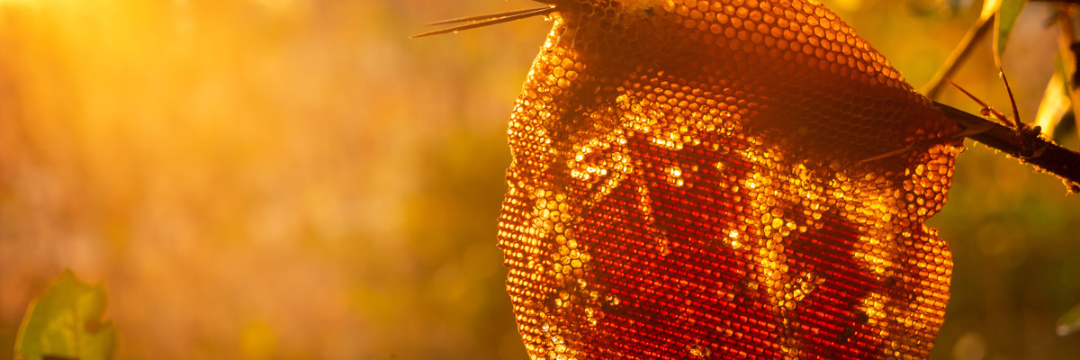 Millions of bees can’t be wrong – Greek honey is among the best in the world